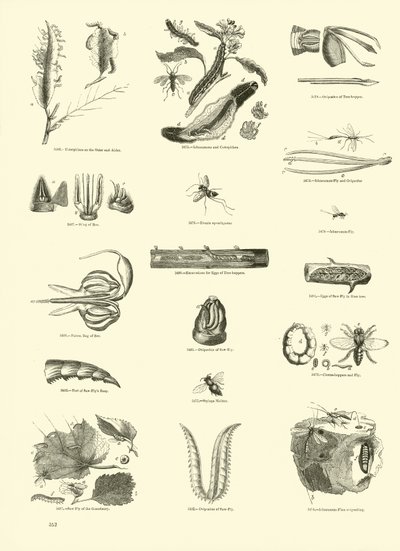 Pagina uit Het Picturale Museum van Geanimeerde Natuur door English School