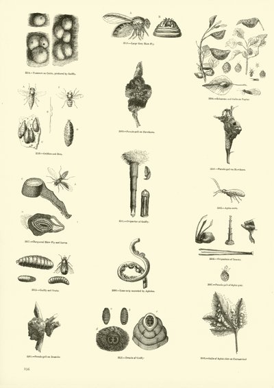 Pagina uit Het Picturale Museum van Geanimeerde Natuur door English School