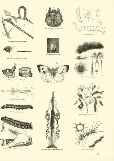 Pagina uit Het Picturale Museum van Geanimeerde Natuur door English School