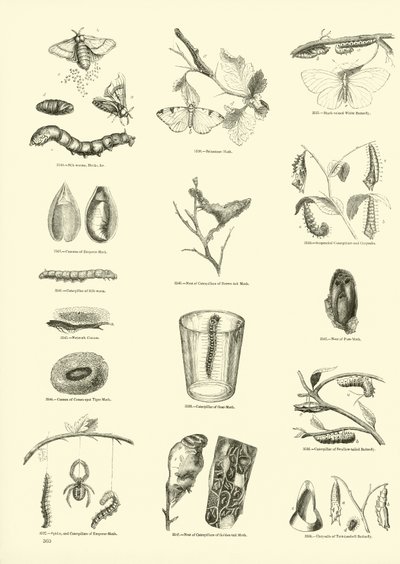 Pagina uit Het Picturale Museum van Geanimeerde Natuur door English School