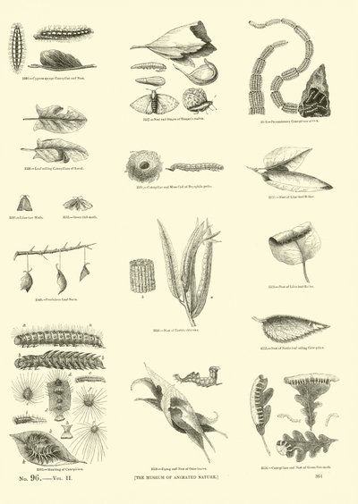 Pagina uit Het Picturale Museum van Geanimeerde Natuur door English School