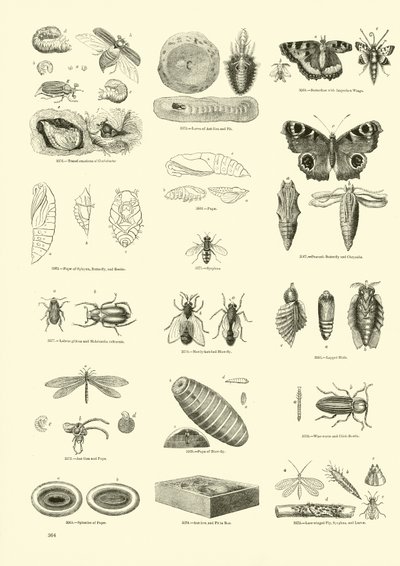 Pagina uit Het Picturale Museum van Geanimeerde Natuur door English School
