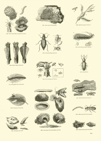 Pagina uit Het Picturale Museum van Geanimeerde Natuur door English School
