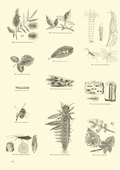 Pagina uit Het Picturale Museum van Geanimeerde Natuur door English School