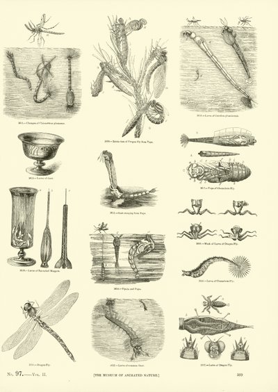Pagina uit Het Picturale Museum van Geanimeerde Natuur door English School