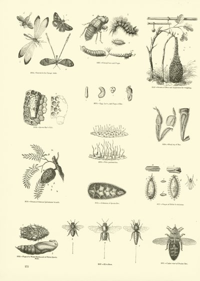 Pagina uit Het Picturale Museum van Geanimeerde Natuur door English School