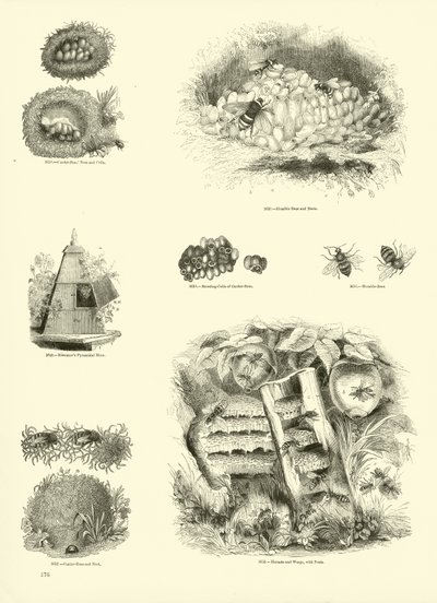 Pagina uit Het Picturale Museum van Geanimeerde Natuur door English School