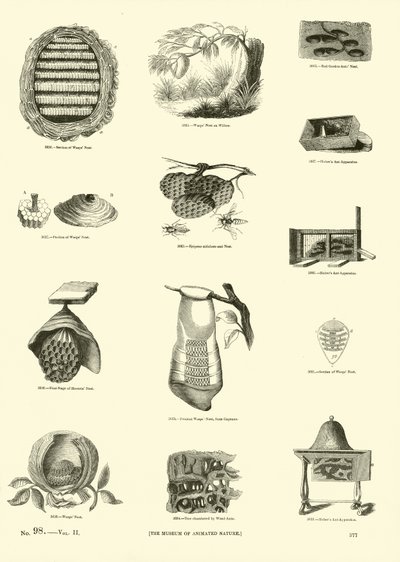 Pagina uit Het Picturale Museum van Geanimeerde Natuur door English School