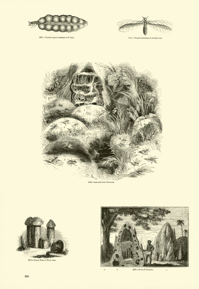 Pagina uit Het Picturale Museum van Geanimeerde Natuur door English School