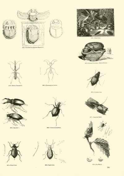 Pagina uit Het Picturale Museum van Geanimeerde Natuur door English School