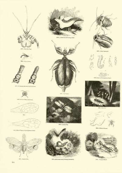 Pagina uit Het Picturale Museum van Geanimeerde Natuur door English School