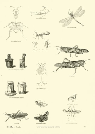 Pagina uit Het Picturale Museum van Geanimeerde Natuur door English School