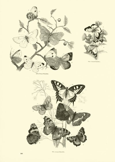 Pagina uit Het Picturale Museum van Geanimeerde Natuur door English School