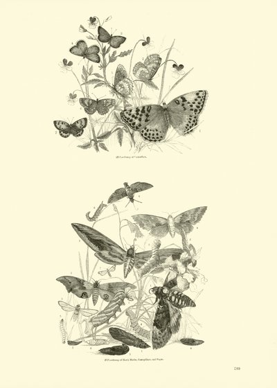 Pagina uit Het Picturale Museum van Geanimeerde Natuur door English School