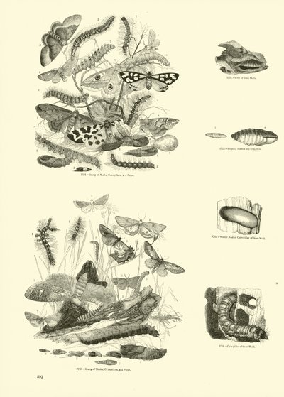 Pagina uit Het Picturale Museum van Geanimeerde Natuur door English School