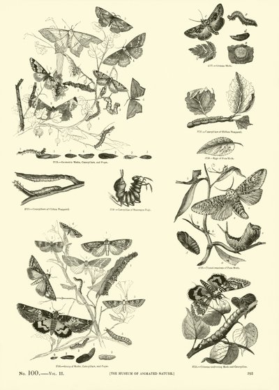 Pagina uit Het Picturale Museum van Geanimeerde Natuur door English School