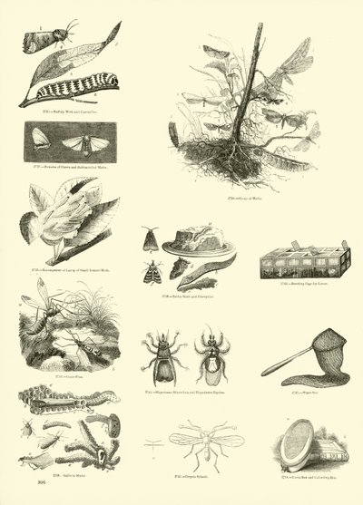 Pagina uit Het Picturale Museum van Geanimeerde Natuur door English School