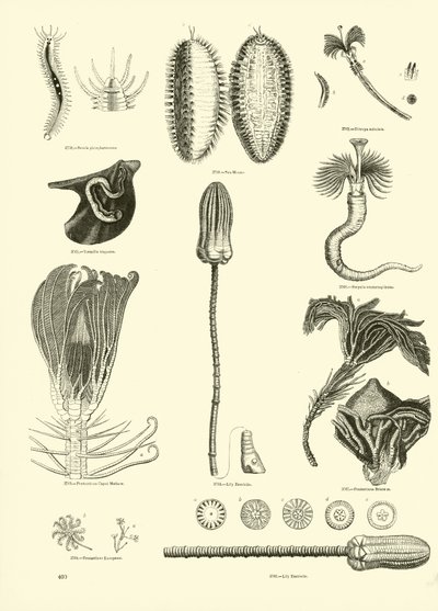 Pagina uit Het Picturale Museum van Geanimeerde Natuur door English School