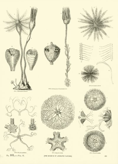 Pagina uit Het Picturale Museum van Geanimeerde Natuur door English School