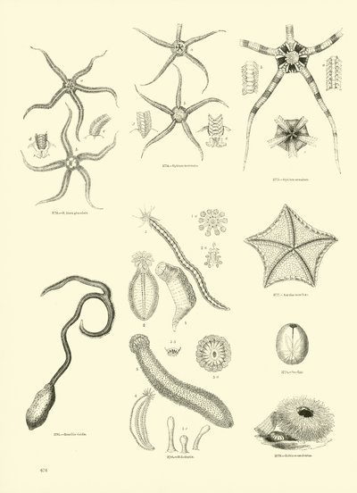 Pagina uit Het Picturale Museum van Geanimeerde Natuur door English School