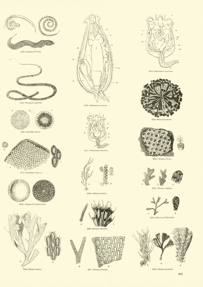 Pagina uit Het Picturale Museum van Geanimeerde Natuur door English School