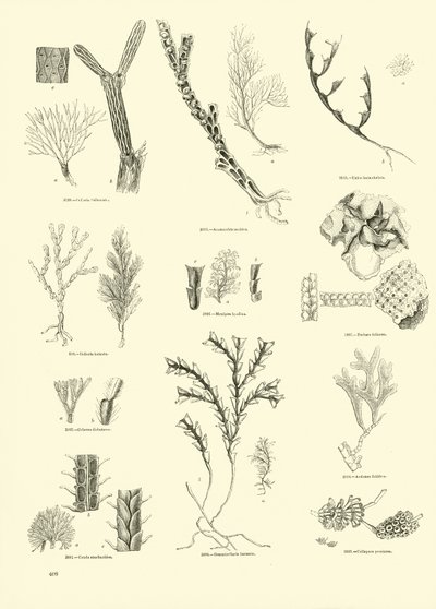 Pagina uit Het Picturale Museum van Geanimeerde Natuur door English School