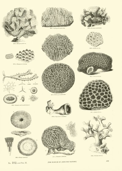 Pagina uit Het Picturale Museum van Geanimeerde Natuur door English School