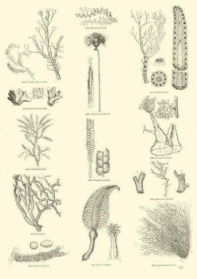 Pagina uit Het Picturale Museum van Geanimeerde Natuur door English School