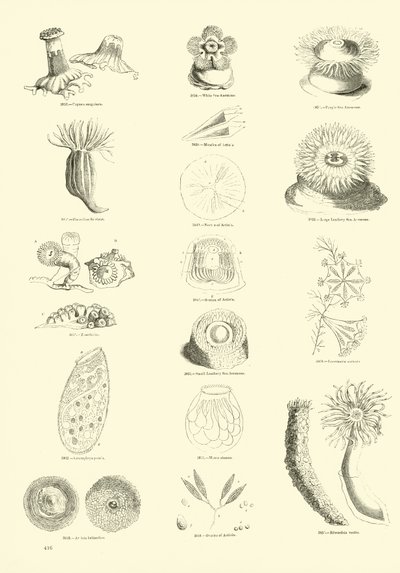 Pagina uit Het Picturale Museum van Geanimeerde Natuur door English School