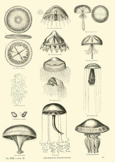 Pagina uit Het Picturale Museum van Geanimeerde Natuur door English School