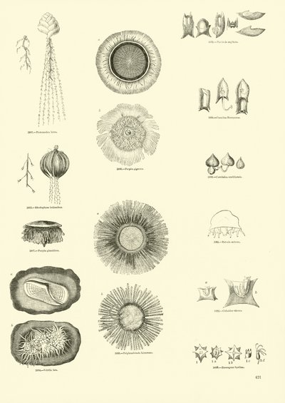 Pagina uit Het Picturale Museum van Geanimeerde Natuur door English School