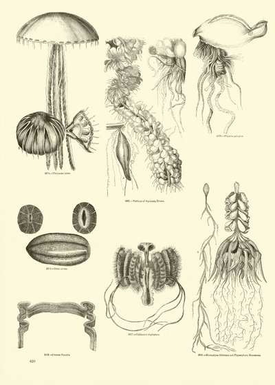Pagina uit Het Picturale Museum van Geanimeerde Natuur door English School