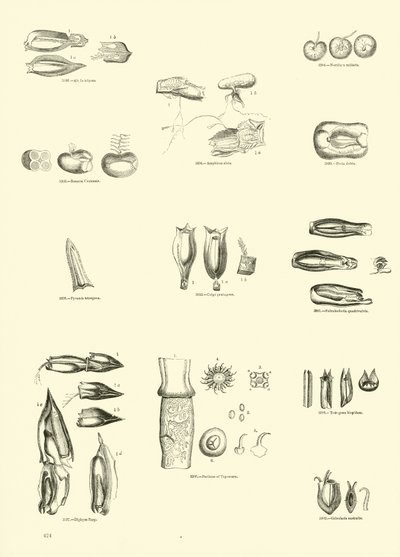 Pagina uit Het Picturale Museum van Geanimeerde Natuur door English School