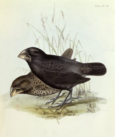 Paar Geospiza Magnirostris, uit The Zoology of the Voyage of H.M.S. Beagle 1832-36 door Charles Darwin, 1840 door English School