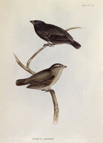 Paar Geospiza Parvula, illustratie uit The Zoology of the Voyage of H.M.S. Beagle, 1832-36, door Charles Darwin, 1840 door English School