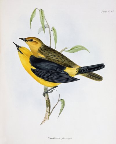 Paar Xanthornus Flaviceps, illustratie uit Zoology of the Voyage of H.M.S. Beagle, 1832-36, door Charles Darwin, 1840 door English School