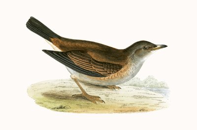 Bleke lijster, illustratie uit 