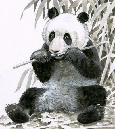 Panda die bamboe kauwt door English School