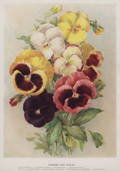Viooltjes en violen door English School
