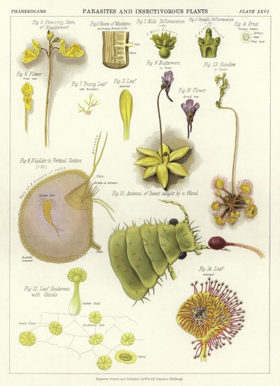 Parasieten en Insectenetende Planten door English School
