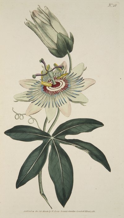 Passiflora Coerulea (Gewone Passiebloem), uit The Botanical Magazine of Flower Garden Displayed, pub. 1786 door English School