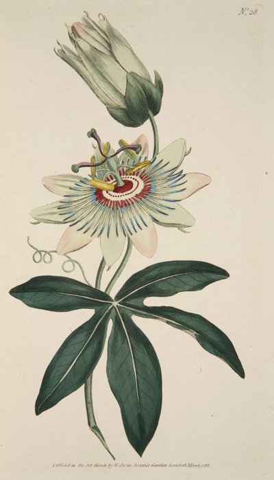 Passiflora Coerulea Gewone Passiebloem, pub. 1786 handgekleurde gravure door English School