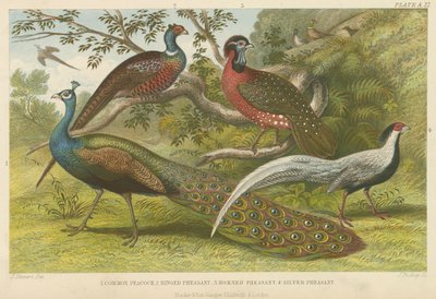 Pauw en fazanten (ingekleurde gravure) door English School