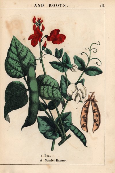 Erwten en pronkbonen, met scharlaken en witte bloemen, uit 