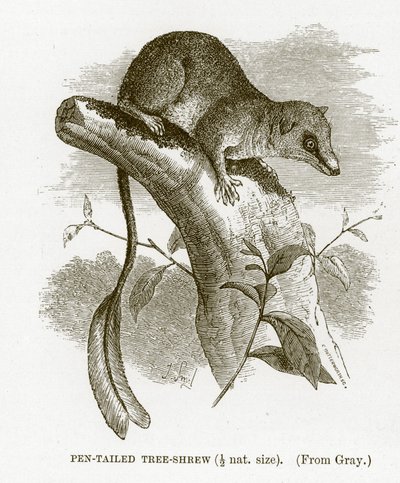 Penstaartboomspitsmuis, illustratie uit The Royal Natural History door English School