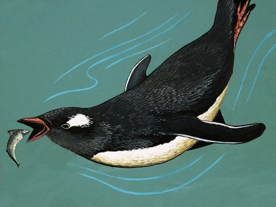 Pinguïn vangt vis door English School