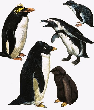 Pinguïns door English School