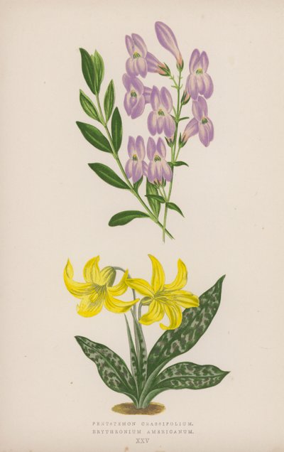 Pentstemon Crassifolium; Erythronium Americanum (kleur litho) door English School