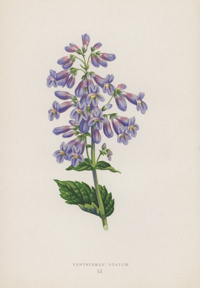 Pentstemon Ovatum door English School