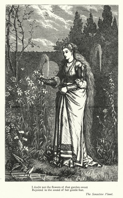 Percy Bysshe Shelley: Illustratie voor The Sensitive Plant door English School